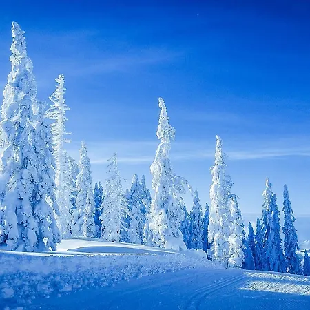 Lejlighed Central Apartment *